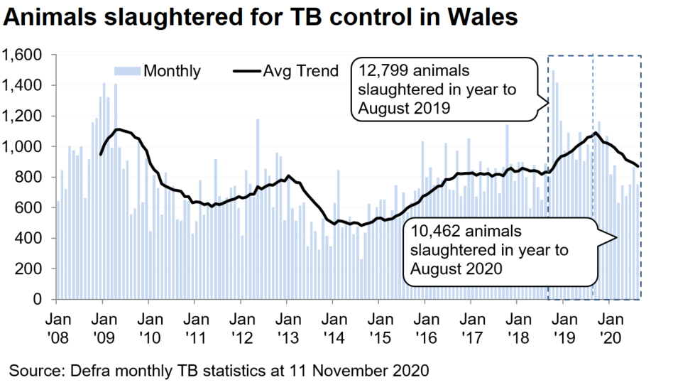 Chart showing the trend in animals slaughtered for TB control in Wales since 2008. 10,462 animals were slaughtered in the 12 months to August 2020, a decrease of 18% compared with the previous 12 months.