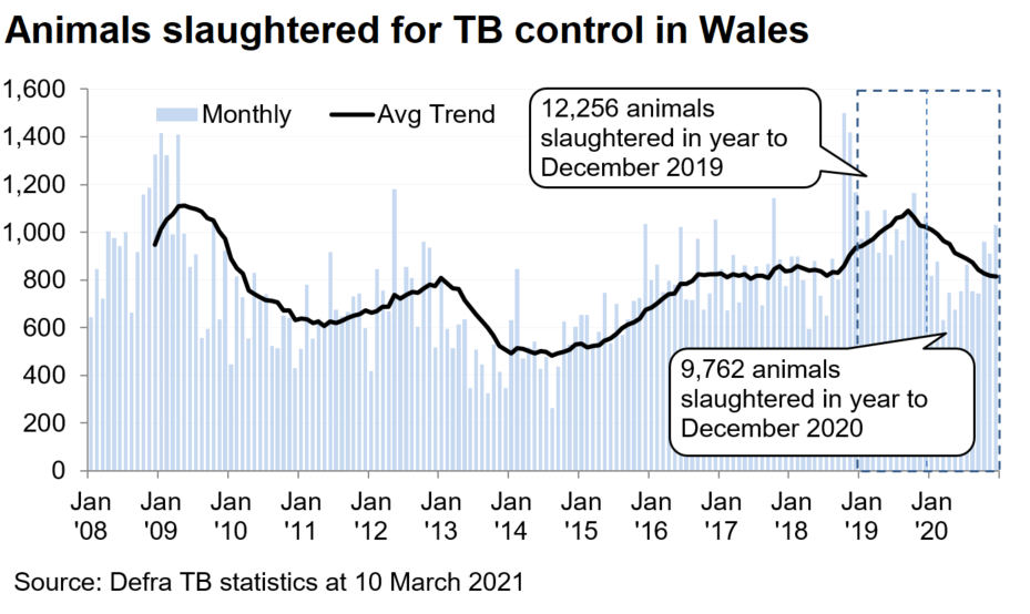 Chart showing the trend in animals slaughtered for TB control in Wales since 2008. 9,762 animals were slaughtered in the 12 months to December 2020, a decrease of 20% compared with the previous 12 months.