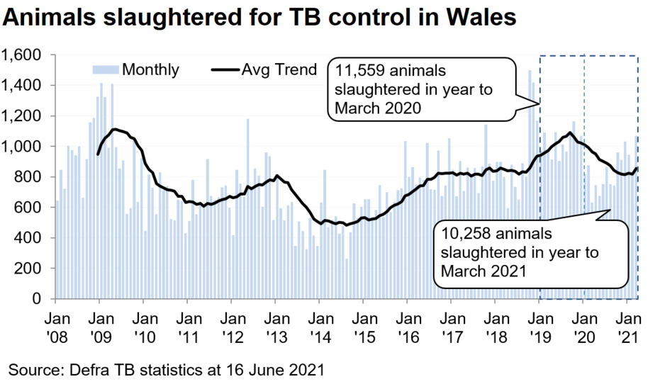 Chart showing the trend in animals slaughtered for TB control in Wales since 2008. 10,258 animals were slaughtered in the 12 months to March 2021, a decrease of 11% compared with the previous 12 months.