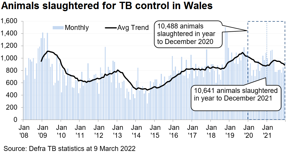 Chart showing the trend in animals slaughtered for TB control in Wales since 2008. 10,641 animals were slaughtered in the 12 months to December 2021, an increase of 1.5% compared with the previous 12 months.