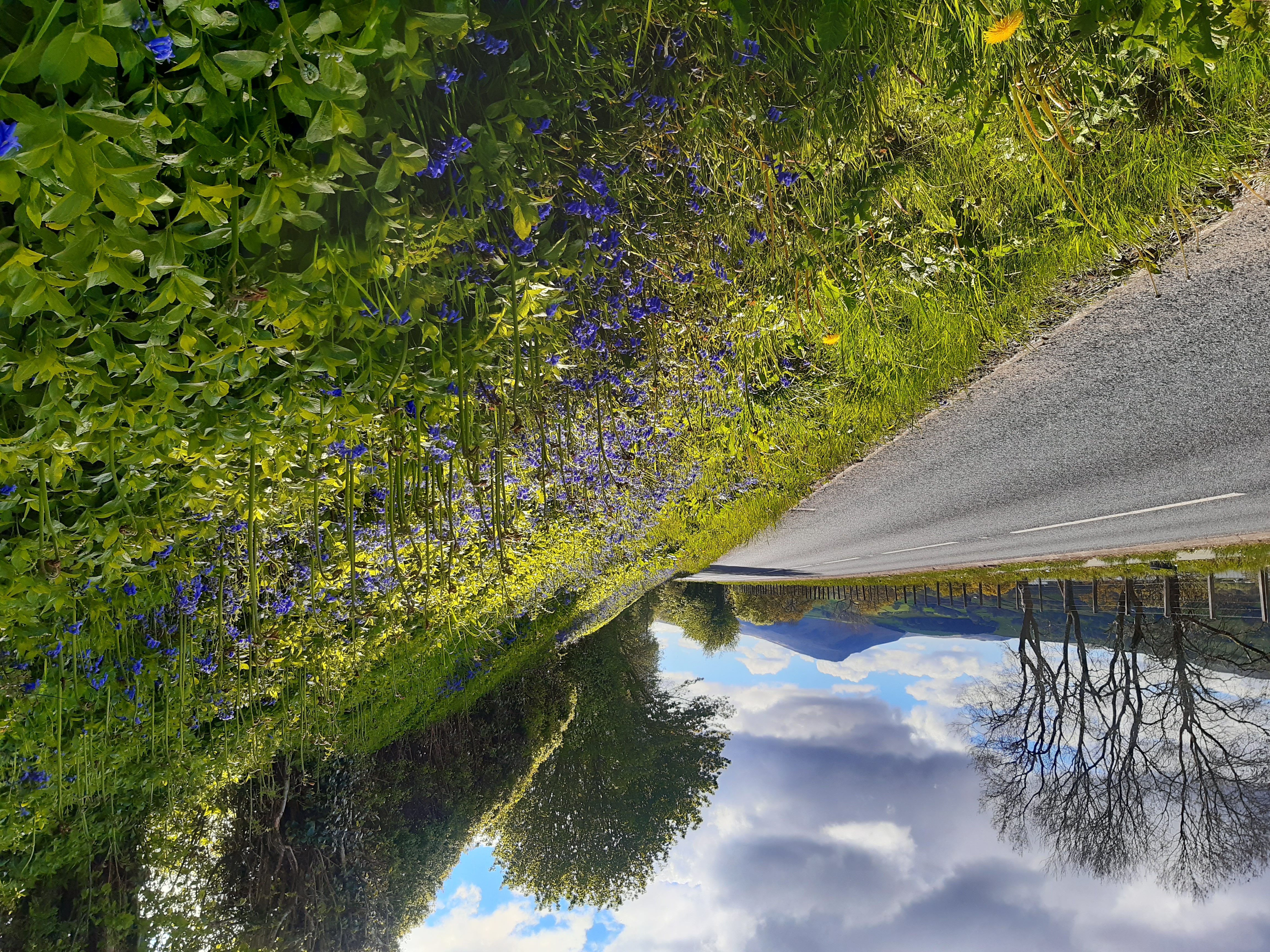 Bluebells on a road verge in north Wales