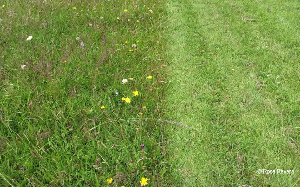 Comparison between letting grass grow into meadow-like area with wildflowers and mown meadow (on right)