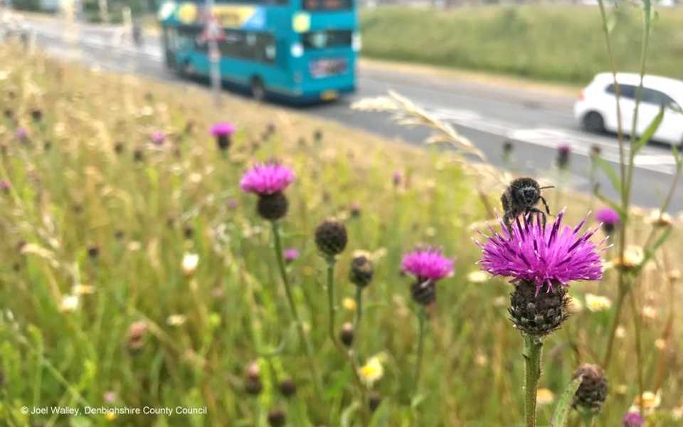 bee collecting pollen on a grass verge