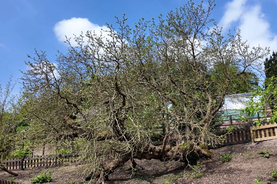 Erlas Victorian Walled Garden