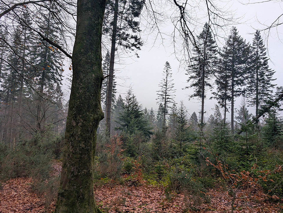 Giant Douglas Fir at Smilog, Llantrisant Forest, RCT