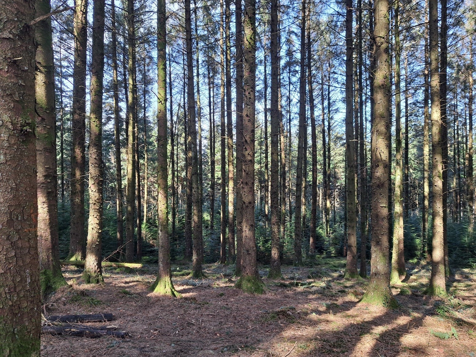 Image showing disused coal tip covered in mature conifers. Note limited ‘understory’ or vegetation cover at ground level.