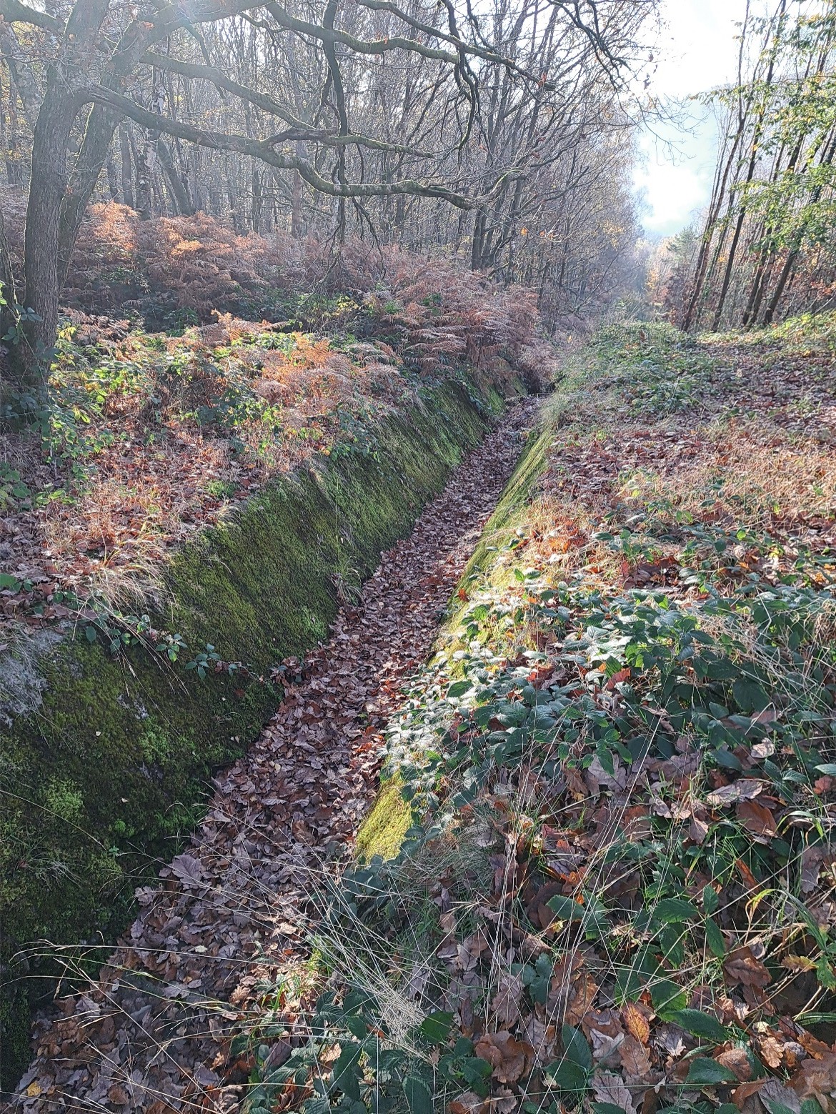 Trapezoidal drainage feature with trees close to channel edge. Note overhanging branches and leaf litter.