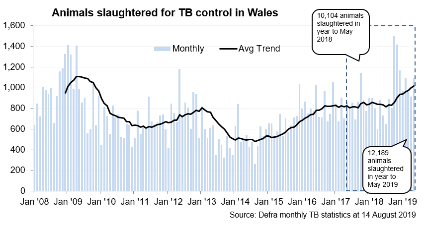 Chart showing the trend in animals slaughtered for TB control in Wales since 2008. 12,189 animals were slaughtered in the 12 months to May 2019, an increase of 21% compared with the previous 12 months.