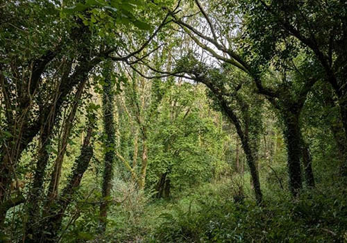 Llantrisant Forest to Nant y Moel