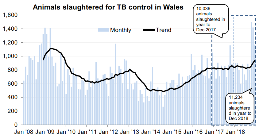 Chart showing the trend in animals slaughtered for TB control in Wales since 2008. 11,234 animals were slaughtered in the 12 months to December 2018, an increase of 12% compared with the previous 12 months.
