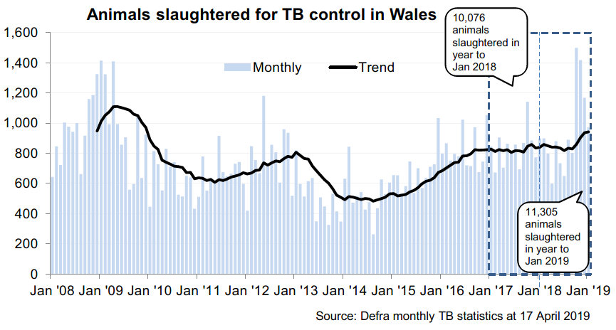 Chart showing the trend in animals slaughtered for TB control in Wales since 2008. 11,305 animals were slaughtered in the 12 months to January 2019, an increase of 12% compared with the previous 12 months.