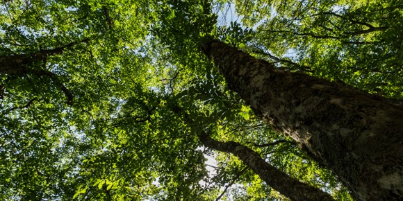 More than 30,000 trees have been planted