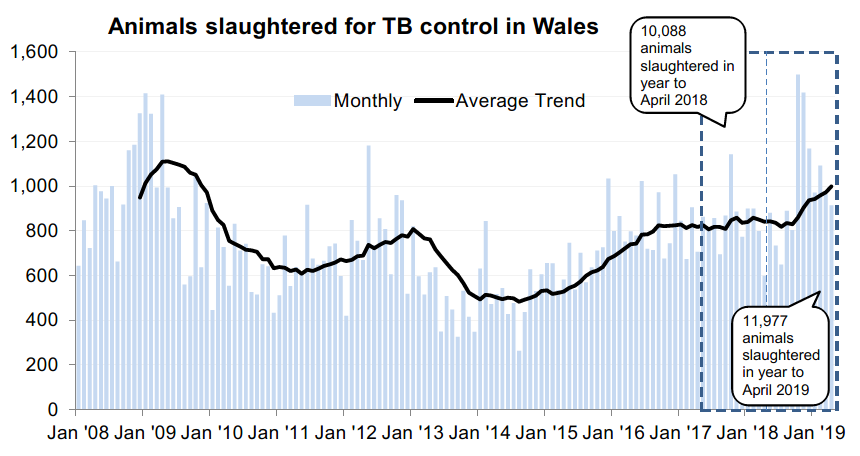 Chart showing the trend in animals slaughtered for TB control in Wales since 2008. 11,977 animals were slaughtered in the 12 months to April 2019, an increase of 19% compared with the previous 12 months.