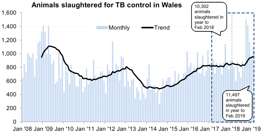 Chart showing the trend in animals slaughtered for TB control in Wales since 2008. 11,497 animals were slaughtered in the 12 months to February 2019, an increase of 12% compared with the previous 12 months.