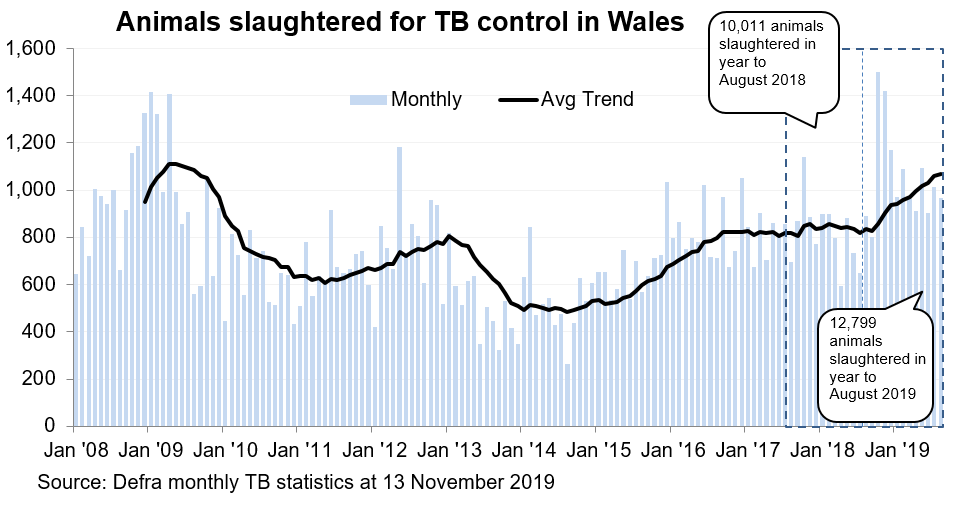Chart showing the trend in animals slaughtered for TB control in Wales since 2008. 12,799 animals were slaughtered in the 12 months to August 2019, an increase of 28% compared with the previous 12 months.