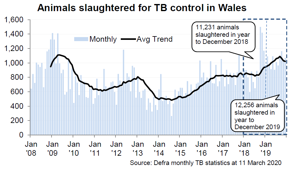 Chart showing the trend in animals slaughtered for TB control in Wales since 2008. 12,256 animals were slaughtered in the 12 months to December 2019, an increase of 9% compared with the previous 12 months.