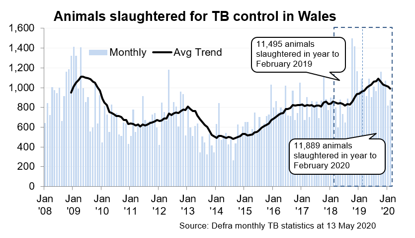 Chart showing the trend in animals slaughtered for TB control in Wales since 2008. 11,889 animals were slaughtered in the 12 months to February 2020, an increase of 3% compared with the previous 12 months.