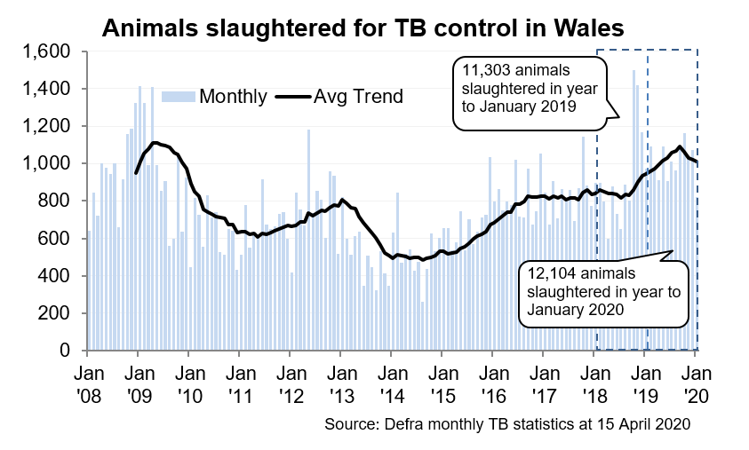 Chart showing the trend in animals slaughtered for TB control in Wales since 2008. 12,104 animals were slaughtered in the 12 months to January 2020, an increase of 7% compared with the previous 12 months.