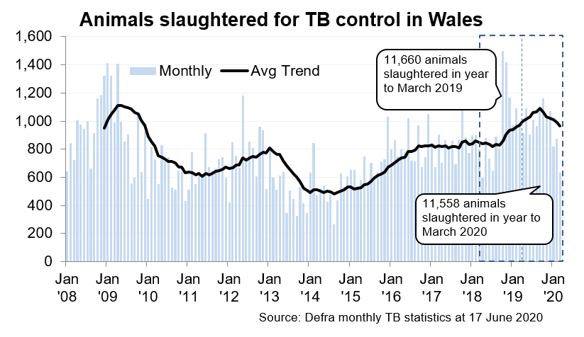 Chart showing the trend in animals slaughtered for TB control in Wales since 2008. 11,558 animals were slaughtered in the 12 months to March 2020, an decrease of 1% compared with the previous 12 months.