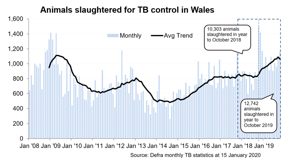 Chart showing the trend in animals slaughtered for TB control in Wales since 2008. 12,742 animals were slaughtered in the 12 months to October 2019, an increase of 24% compared with the previous 12 months.