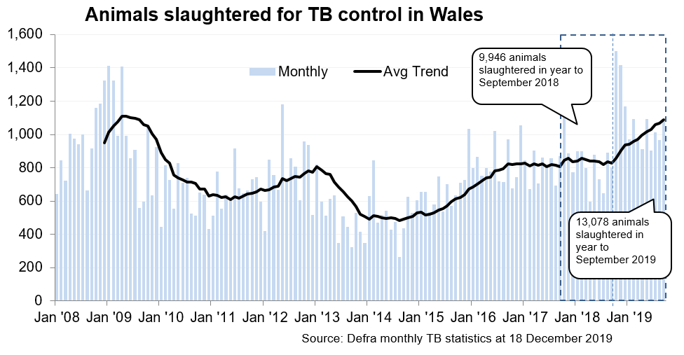 Chart showing the trend in animals slaughtered for TB control in Wales since 2008. 13,078 animals were slaughtered in the 12 months to September 2019, an increase of 31% compared with the previous 12 months.