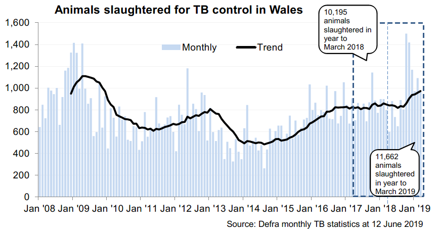 Chart showing the trend in animals slaughtered for TB control in Wales since 2008. 11,622 animals were slaughtered in the 12 months to March 2019, an increase of 14% compared with the previous 12 months.