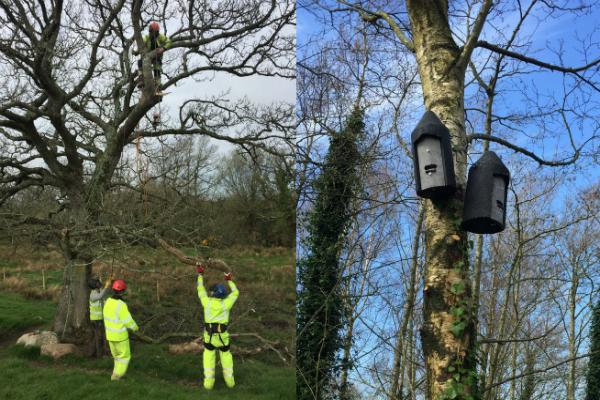 Contractors mounted bat boxes on trees to help protect the bats’ natural habitat.