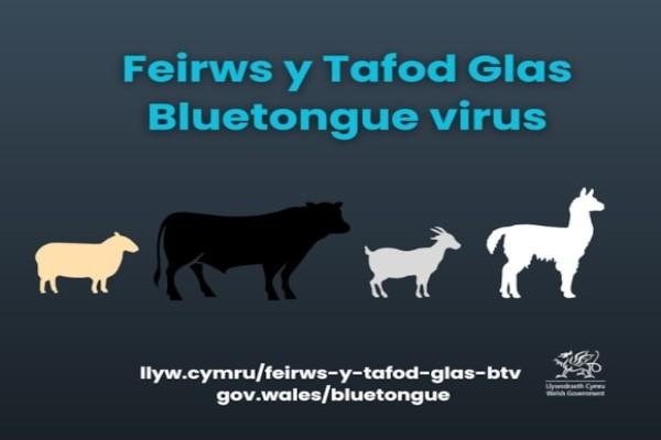 Bluetongue image