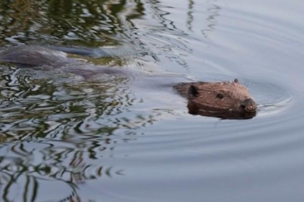 A beaver swimming