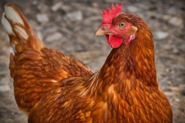 Chicken