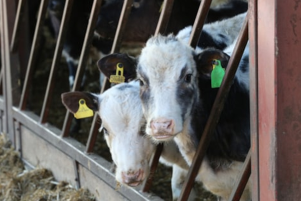 bluetongue in cattle