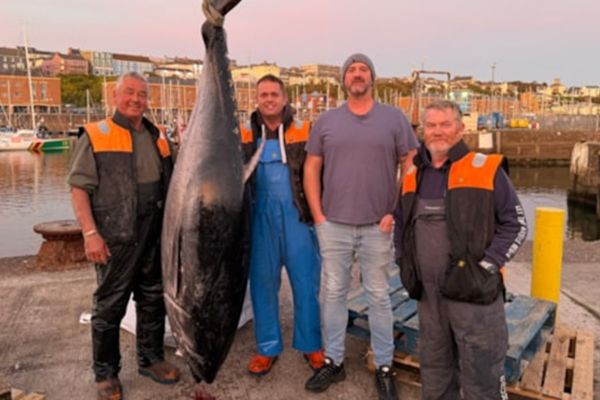 bluefin tuna