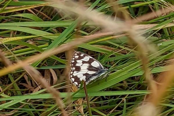 Marbled White Butterfly resting among grasses at Ty Coed.