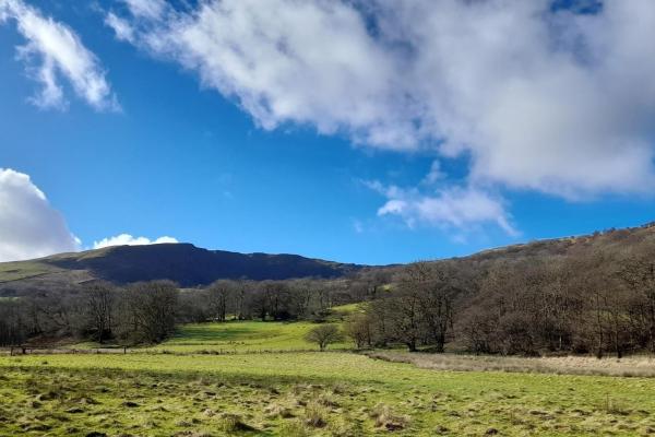 View of Ty Mawr Farm’s wood pasture and mossy trees in the Tarrell Valley, Bannau Brycheiniog National Park.